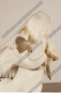 photo reference of skull 0026